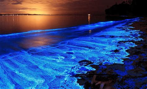 nyctiluna|Massive outbreaks of Noctiluca scintillans blooms in the ...